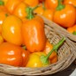 Preview: Paprika Vinnie Pukh gelborange (freilandgeeignet) (Samen)