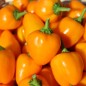 Preview: Paprika Vinnie Pukh gelborange (freilandgeeignet) (Samen)