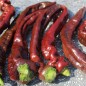 Preview: Neu! Paprika XL Long Brown Sweet (Samen)