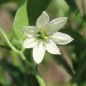 Preview: Neu! Paprika XL Long Brown Sweet (Samen)