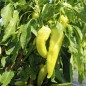 Preview: Neu! Paprika Yalova Carliston (freilandgeeignet) (Samen)