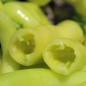 Preview: Neu! Paprika Yalova Carliston (freilandgeeignet) (Samen)