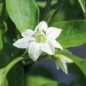 Preview: Neu! Paprika Yalova Carliston (freilandgeeignet) (Samen)