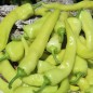 Preview: Neu! Paprika Yalova Carliston (freilandgeeignet) (Samen)