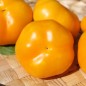 Preview: Paprika Yellow Gogoer (Samen)