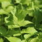 Preview: Pastinake Halblange Weiße (Samen)