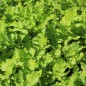 Preview: Pastinake Tender and True (Samen)