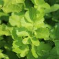 Preview: Pastinake White King (Samen)