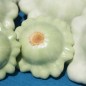 Preview: Patisson Bennings Green Tint (Samen)