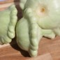 Preview: Patisson Bennings Green Tint (Samen)