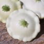 Preview: Patisson Blanc (Samen)