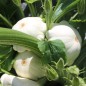 Preview: Patisson Blanc (Samen)