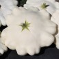 Preview: Patisson Blanc (Samen)