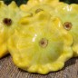 Preview: Patisson Gelber Englischer Custard (Samen)