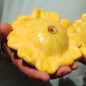 Preview: Patisson Gelber Englischer Custard (Samen)