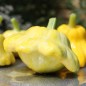 Preview: Patisson Gelber Englischer Custard (Samen)