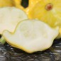 Preview: Patisson Gelber Englischer Custard (Samen)