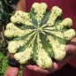 Preview: Patisson Jaune et Vert (Samen)