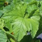 Preview: Patisson Jaune et Vert (Samen)