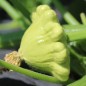Preview: Patisson Jaune et Vert (Samen)