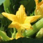 Preview: Patisson Jaune et Vert (Samen)