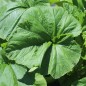 Preview: Patisson Okra (Samen)