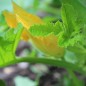 Preview: Patisson Vert et Blanc (Samen)