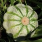 Preview: Patisson Vert et Blanc (Samen)