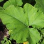 Preview: Patisson Vert et Blanc (Samen)