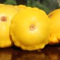 Preview: Patisson Yellow (Samen)