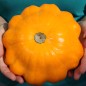 Preview: Patisson Orange (Samen)