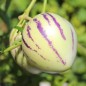 Preview: Pepino (Samen)