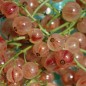 Preview: Johannisbeere Perleribs (Pflanze)