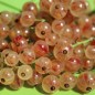 Preview: Johannisbeere Perleribs (Pflanze)
