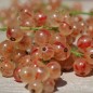 Preview: Johannisbeere Perleribs (Pflanze)