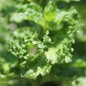Preview: Persische Minze (Pflanze)