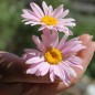 Preview: Persisches Pyrethrum rosa (Samen)