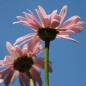 Preview: Persisches Pyrethrum rosa (Samen)