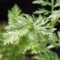 Preview: Persisches Pyrethrum rosa (Samen)