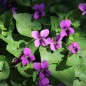 Preview: Pfingstveilchen Rubra (Samen)