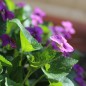 Preview: Pfingstveilchen Rubra (Samen)
