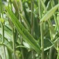 Preview: Pfirsichblättrige Glockenblume weiß (Samen)