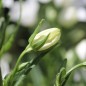 Preview: Pfirsichblättrige Glockenblume weiß (Samen)