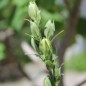 Preview: Pfirsichblättrige Glockenblume blau (Samen)