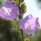 Preview: Pfirsichblättrige Glockenblume blau (Samen)