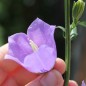 Preview: Pfirsichblättrige Glockenblume blau (Samen)