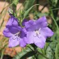 Preview: Pfirsichblättrige Glockenblume blau (Samen)