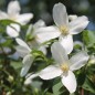 Preview: Erdbeerjasmin Silberregen (Walderdbeerduft) (Pflanze)