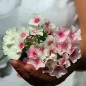 Preview: Phlox Blushing Bride (Samen)
