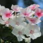 Preview: Phlox Blushing Bride (Samen)